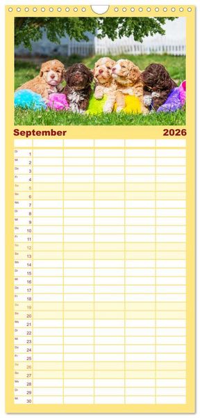 Produktbild: Familienplaner 2026 - Lagotto Romagnolo - der Tr&uuml;ffelhund Italiens mit 5 Spalten (Wandkalender, 21 x 45 cm) CALVENDO