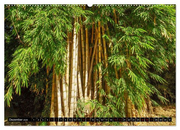 Produktbild: Botanischer Garten Palermo (Wandkalender 2026 DIN A2 quer), CALVENDO Monatskalender