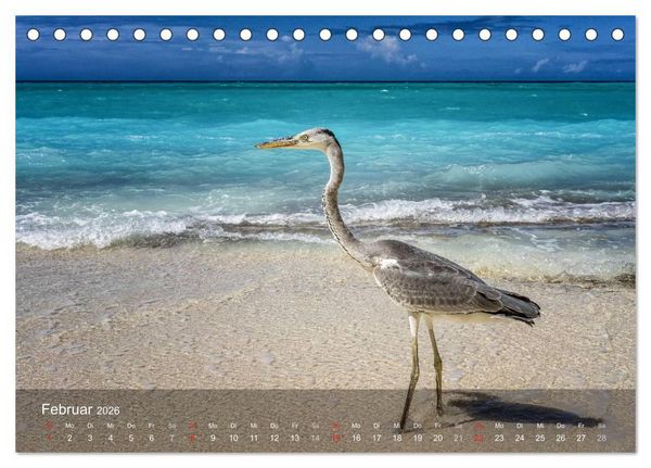 Produktbild: Malediven Impressionen aus dem Paradies (Tischkalender 2026 DIN A5 quer), CALVENDO Monatskalender