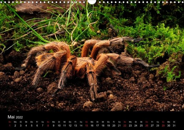 Produktbild: Vogelspinnen - Tarantulas (Wandkalender 2022 DIN A3 quer)