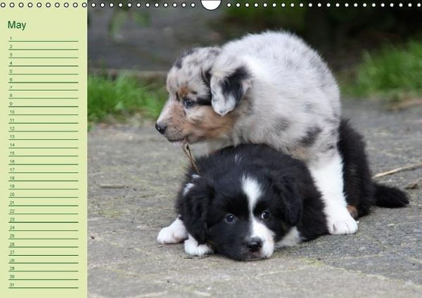 Produktbild: Puppies Birthday Calendar / UK-Version (Wall Calendar perpetual DIN A3 Landscape)