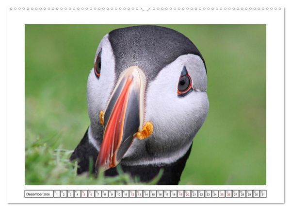 Produktbild: Papageientaucher 2026 - Magische V&ouml;gel des Nordmeers (Wandkalender 2026 DIN A2 quer), CALVENDO Monatskalender