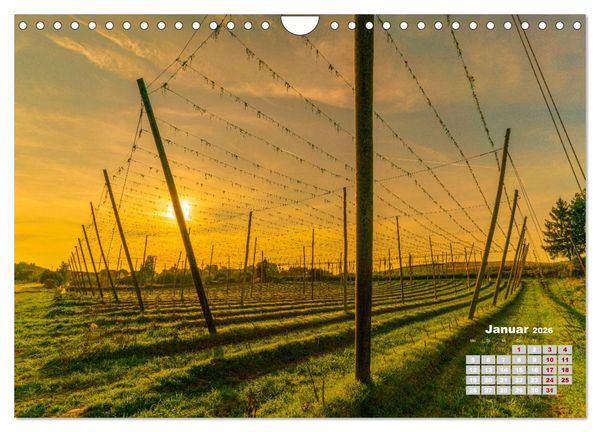 Produktbild: Hopfenland Holledau (Wandkalender 2026 DIN A4 quer), CALVENDO Monatskalender