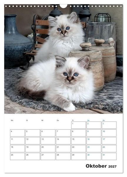 Produktbild: Heilige Birma Kitten Kalender mit Planer (Wandkalender 2027 DIN A3 hoch), CALVENDO Monatskalender