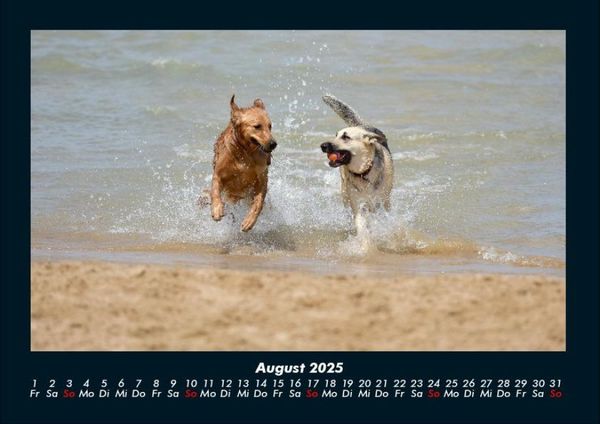 Produktbild: Hundezauber 2025 Fotokalender DIN A4