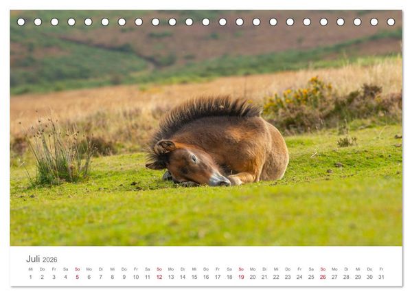 Produktbild: Exmoor Ponnys - Die letzten Ihrer Art (Tischkalender 2026 DIN A5 quer), CALVENDO Monatskalender