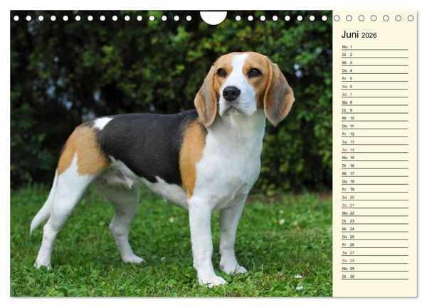 Produktbild: Beagle - Herz auf 4 Pfoten (Wandkalender 2026 DIN A4 quer), CALVENDO Monatskalender