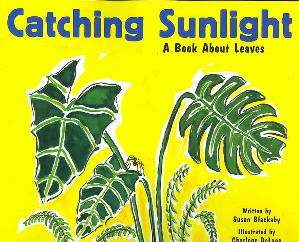 Produktbild: Catching Sunlight