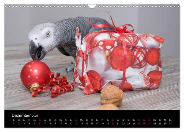 Produktbild: Graupapageien zum Verlieben (Wandkalender 2026 DIN A3 quer), CALVENDO Monatskalender