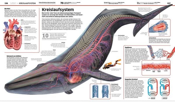 Produktbild: DK Wissen. Natur & Technik