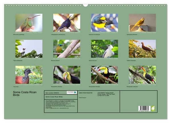 Produktbild: Some Costa Rican Birds (Wall Calendar 2026 DIN A2 landscape), CALVENDO 12 Month Wall Calendar