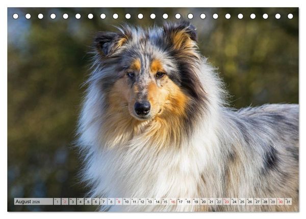Produktbild: Collie - Das Gl&uuml;ck hat 4 Pfoten (Tischkalender 2026 DIN A5 quer), CALVENDO Monatskalender