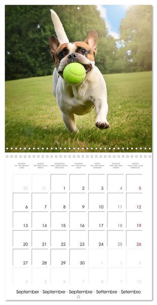 Produktbild: French Bulldogs in play frenzy (Wall Calendar 2027 12 &times; 12 Inch) CALVENDO 12 Month Wall Calendar