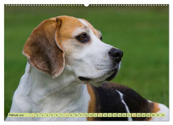 Produktbild: Beagle - Herz auf 4 Pfoten (Wandkalender 2026 DIN A2 quer), CALVENDO Monatskalender