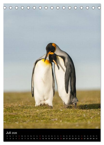 Produktbild: Pinguine - Wackeln im Thermo-Frack (Tischkalender 2026 DIN A5 hoch), CALVENDO Monatskalender