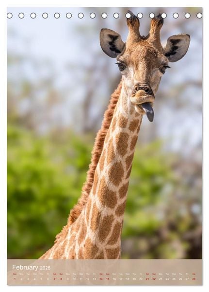 Produktbild: Giraffe Tales (Desk Calendar 2026 DIN A5 portrait), CALVENDO 12 Month DeskCalendar