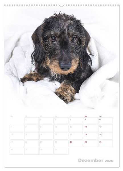 Produktbild: Der Dackel (M)ein treuer Weggef&auml;hrte (Wandkalender 2026 DIN A2 hoch), CALVENDO Monatskalender