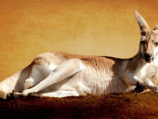 Produktbild: CALVENDO Puzzle K&auml;nguru | 1000 Teile Lege-Gr&ouml;&szlig;e 64x48cm Foto-Puzzle f&uuml;r gl&uuml;ckliche Stunden