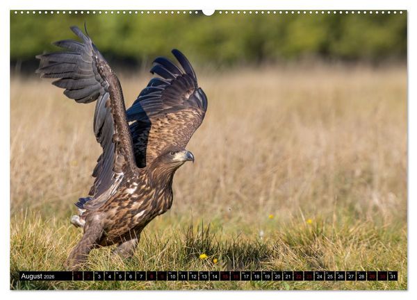 Produktbild: Seeadler in Polen (Wandkalender 2026 DIN A2 quer), CALVENDO Monatskalender