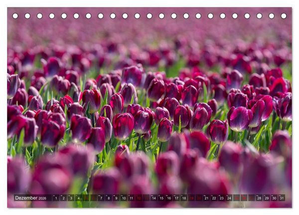 Produktbild: Tulpen - Hollands Stolz (Tischkalender 2026 DIN A5 quer), CALVENDO Monatskalender