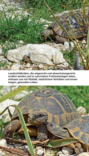 Produktbild: Landschildkr&ouml;ten-Futterpflanzen
