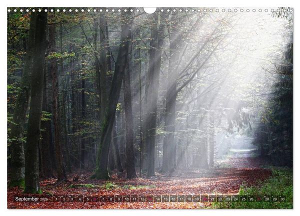 Produktbild: Erleuchtung im Wald (Wandkalender 2026 DIN A3 quer), CALVENDO Monatskalender