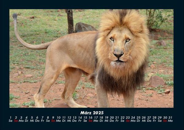 Produktbild: L&ouml;wen in der Wildnis 2025 Fotokalender DIN A4