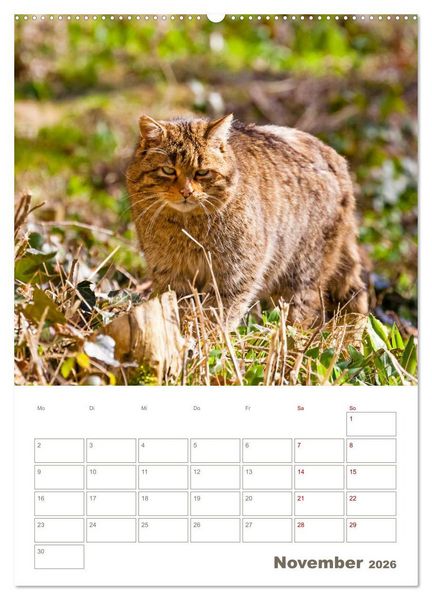 Produktbild: Europ&auml;ische Wildkatzen - Jahresplaner (hochwertiger Premium Wandkalender 2026 DIN A2 hoch), Kunstdruck in Hochglanz