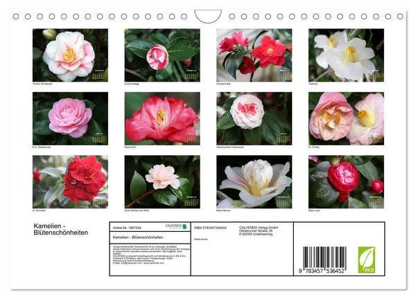 Produktbild: Kamelien - Bl&uuml;tensch&ouml;nheiten (Wandkalender 2026 DIN A4 quer), CALVENDO Monatskalender