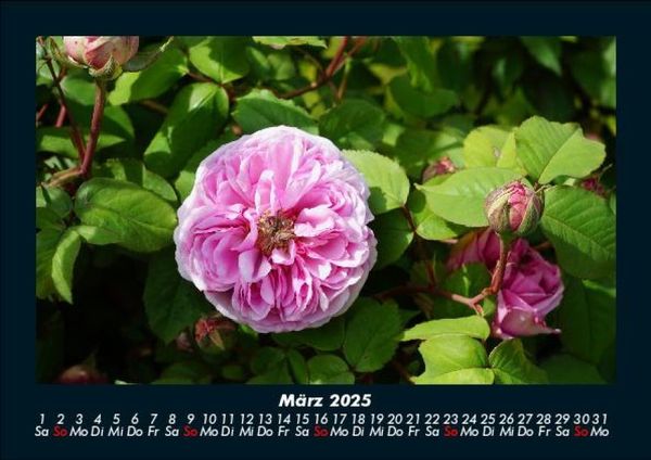 Produktbild: Blumenkalender 2025 Fotokalender DIN A5
