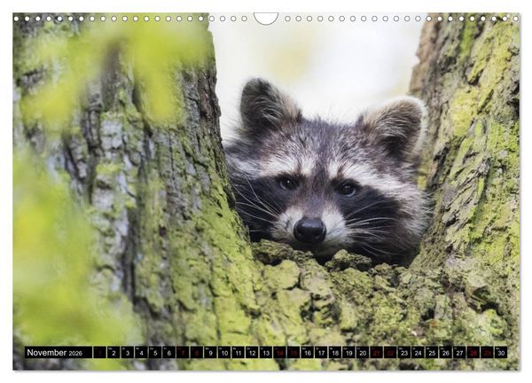 Produktbild: Kassels Waschb&auml;ren (Wandkalender 2026 DIN A3 quer), CALVENDO Monatskalender