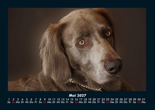 Produktbild: Der Hundekalender 2027 Fotokalender DIN A4