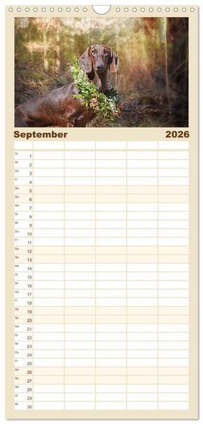 Produktbild: Familienplaner 2026 - Der Dackel mit 5 Spalten (Wandkalender, 21 x 45 cm) CALVENDO