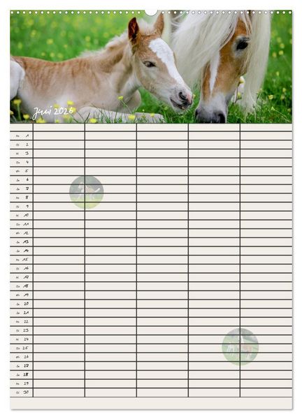 Produktbild: Haflinger Pferde - Stall- und Familienplaner 2026 (hochwertiger Premium Wandkalender 2026 DIN A2 hoch), Kunstdruck in Hochglanz