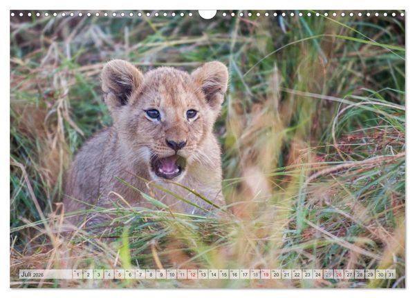 Produktbild: Emotionale Momente: Liebenswerte L&ouml;wenbabys (Wandkalender 2026 DIN A3 quer), CALVENDO Monatskalender