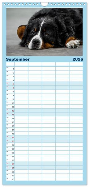 Produktbild: Familienplaner 2026 - Berner Sennenhunde - Faszinierende Herzensbrecher mit 5 Spalten (Wandkalender, 21 x 45 cm) CALVENDO