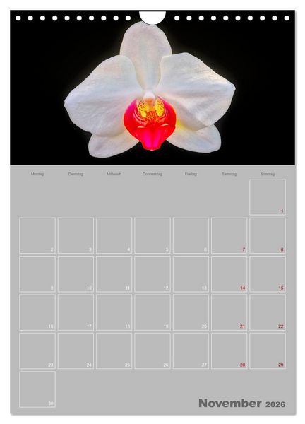 Produktbild: Nachtfalterorchideen in High Dynamic (Wandkalender 2026 DIN A4 hoch), CALVENDO Monatskalender