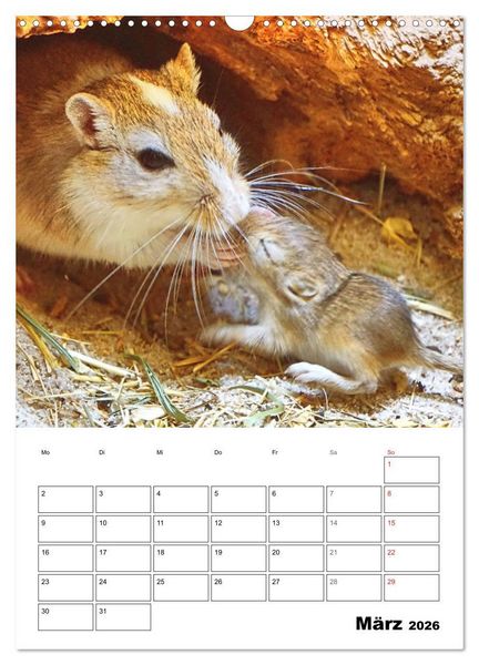 Produktbild: Mongolische Rennm&auml;use (Wandkalender 2026 DIN A3 hoch), CALVENDO Monatskalender