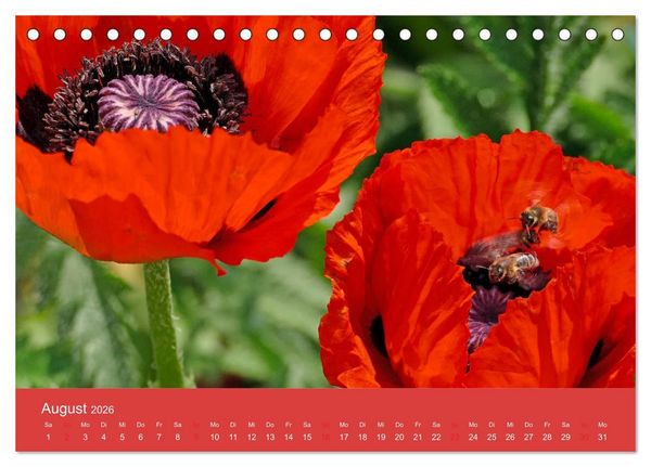 Produktbild: Fauna trifft Flora - Tierischer Besuch im Pflanzenreich (Tischkalender 2026 DIN A5 quer), CALVENDO Monatskalender