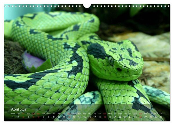 Produktbild: Reptiles Colorful beauties (Wall Calendar 2026 DIN A3 landscape), CALVENDO 12 Month Wall Calendar