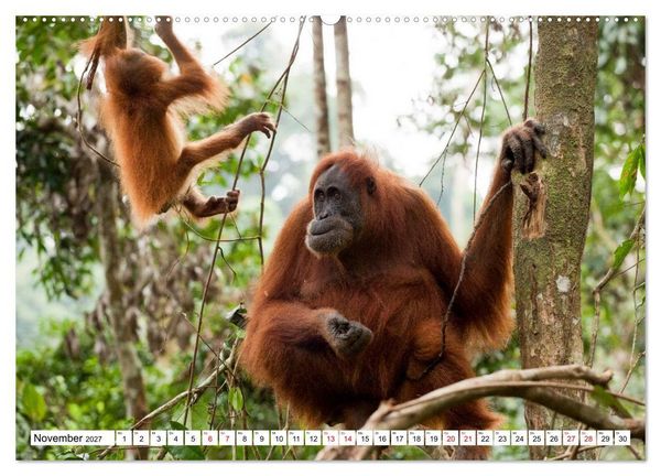 Produktbild: Orang-Utans - Menschen des Regenwaldes (Wandkalender 2027 DIN A2 quer), CALVENDO Monatskalender