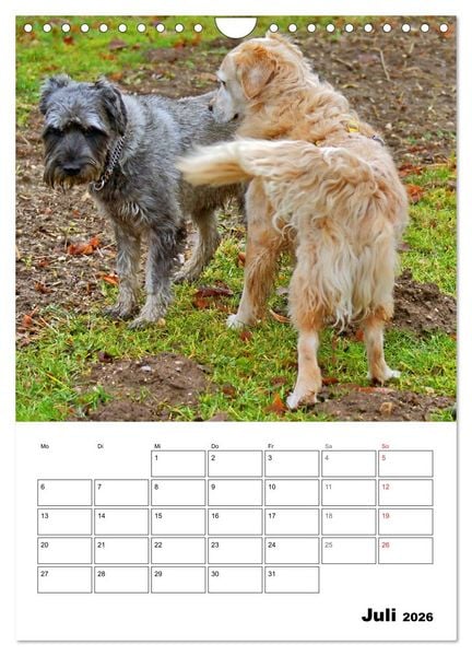 Produktbild: Hunde Freunde (Wandkalender 2026 DIN A4 hoch), CALVENDO Monatskalender