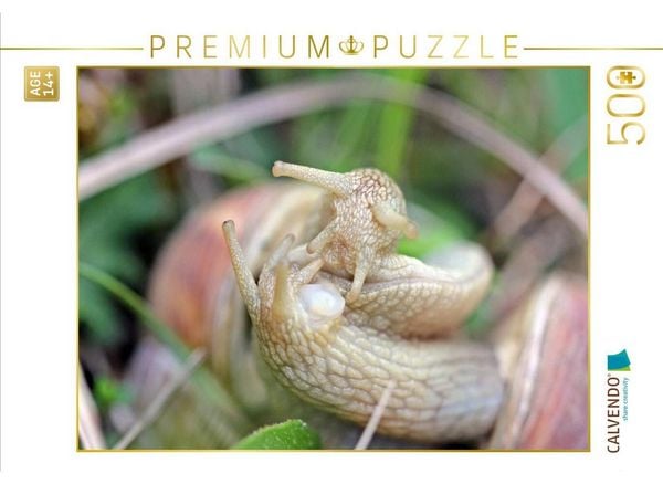 CALVENDO Puzzle Paarung der Weinbergschnecke (Helix pomatia) | 500 Teile Lege-Größe 48 × 36 cm Foto-Puzzle für Erwachsene