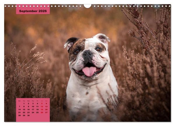 Produktbild: English Bulldog (Wall Calendar 2026 DIN A3 landscape), CALVENDO 12 Month Wall Calendar
