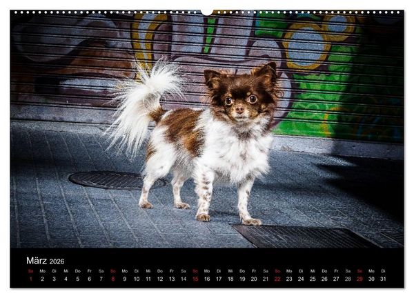 Produktbild: Chihuahuas - Cool and Cute (Wandkalender 2026 DIN A2 quer), CALVENDO Monatskalender