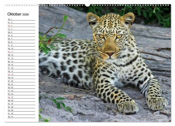 Produktbild: Leoparden. Elegante J&auml;ger (hochwertiger Premium Wandkalender 2026 DIN A2 quer), Kunstdruck in Hochglanz