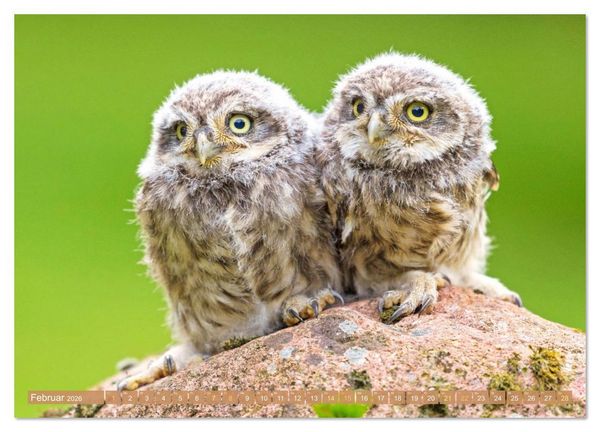 Produktbild: Wald-Kindergarten: Tierkinder im Wald (hochwertiger Premium Wandkalender 2026 DIN A2 quer), Kunstdruck in Hochglanz