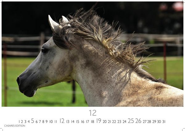 Produktbild: Pferde Kalender 2027 &ndash; Wandkalender | Fotokalender Tierkalender 35x50cm mit 12 wundersch&ouml;nen Fotos dieser edlen Tiere