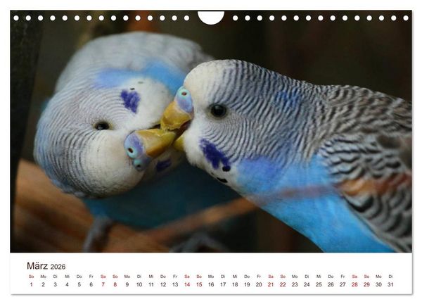 Produktbild: Wellensittiche - der NEUE Kalender (Wandkalender 2026 DIN A4 quer), CALVENDO Monatskalender