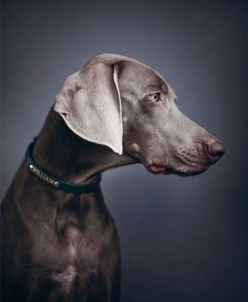 Produktbild: Insta Grammar Dogs